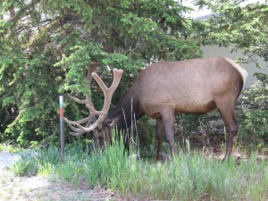 Elk In Front Yard, Enemy #2